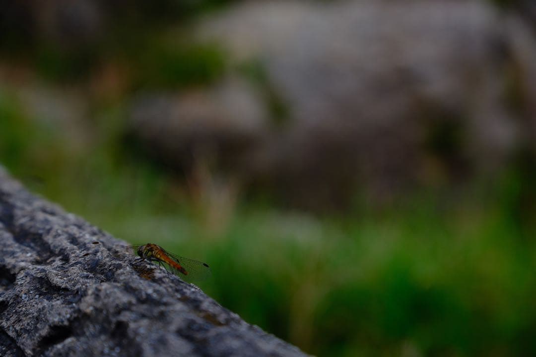 TAMRON 17-70mm F/2.8 富士フィルム　xマウント