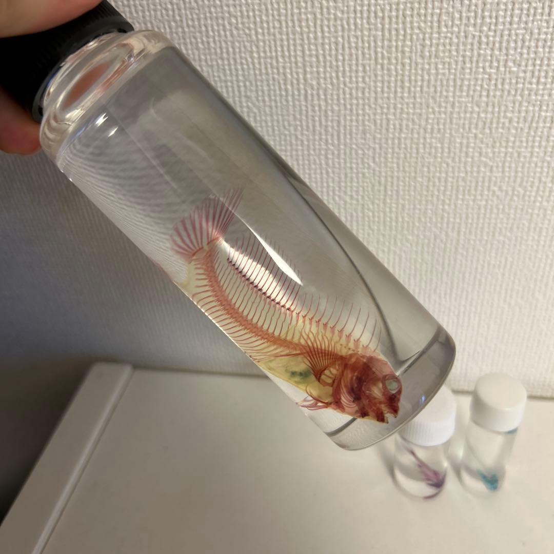 リアル　実物　透明標本　イソギンポ セット