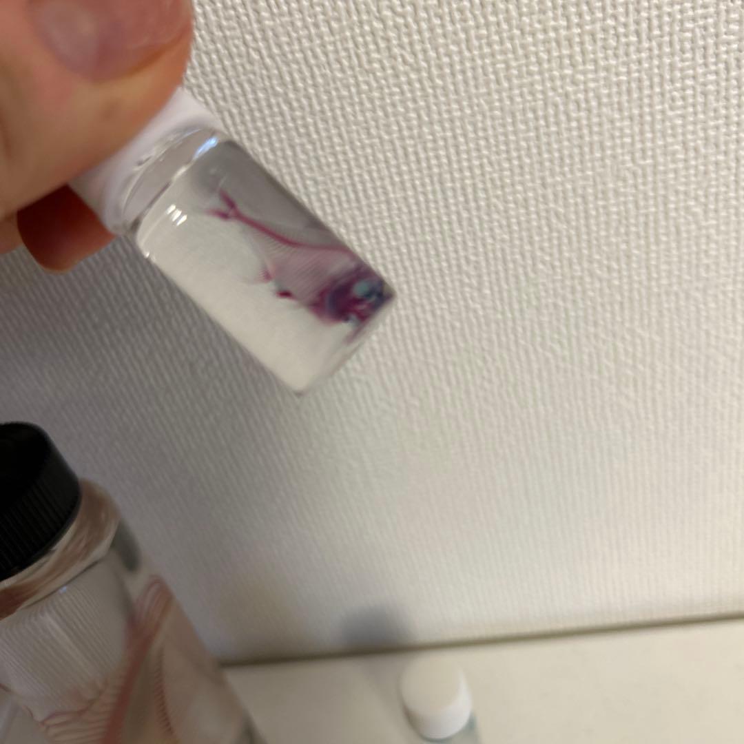 リアル　実物　透明標本　イソギンポ セット