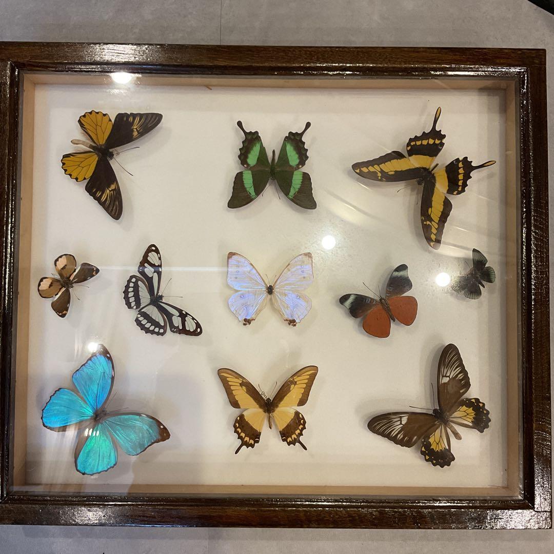蝶標本11匹セット