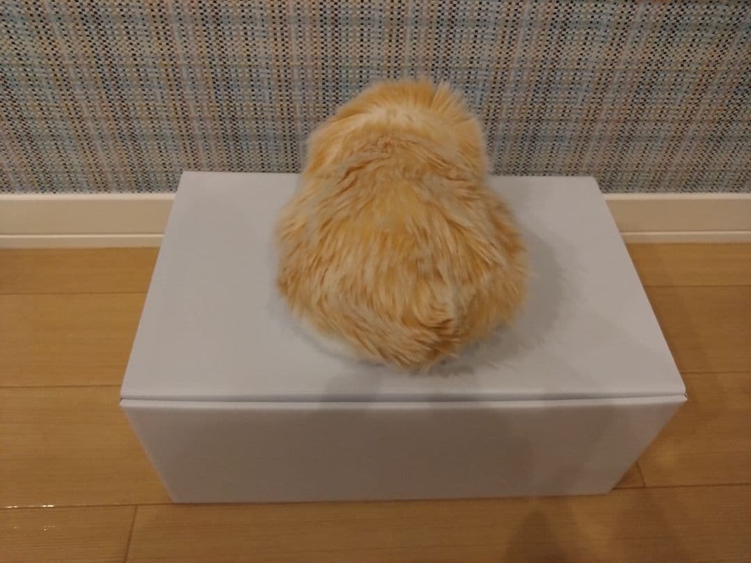 専用 中古モフリン（2ヶ月使用）