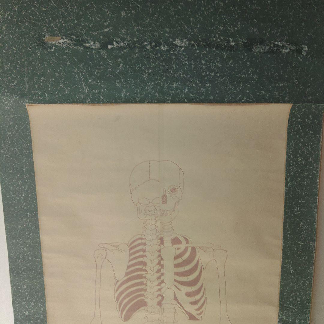掛軸　紙本　骸骨図　人体構造　教材