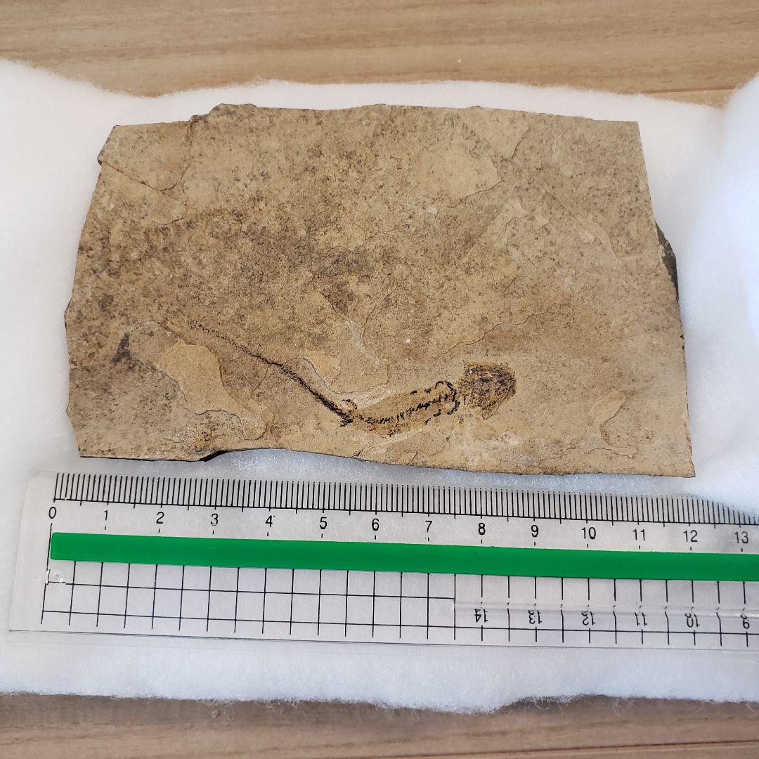 ブランキオサウルス(Branchiosaurus sp.)全身化石