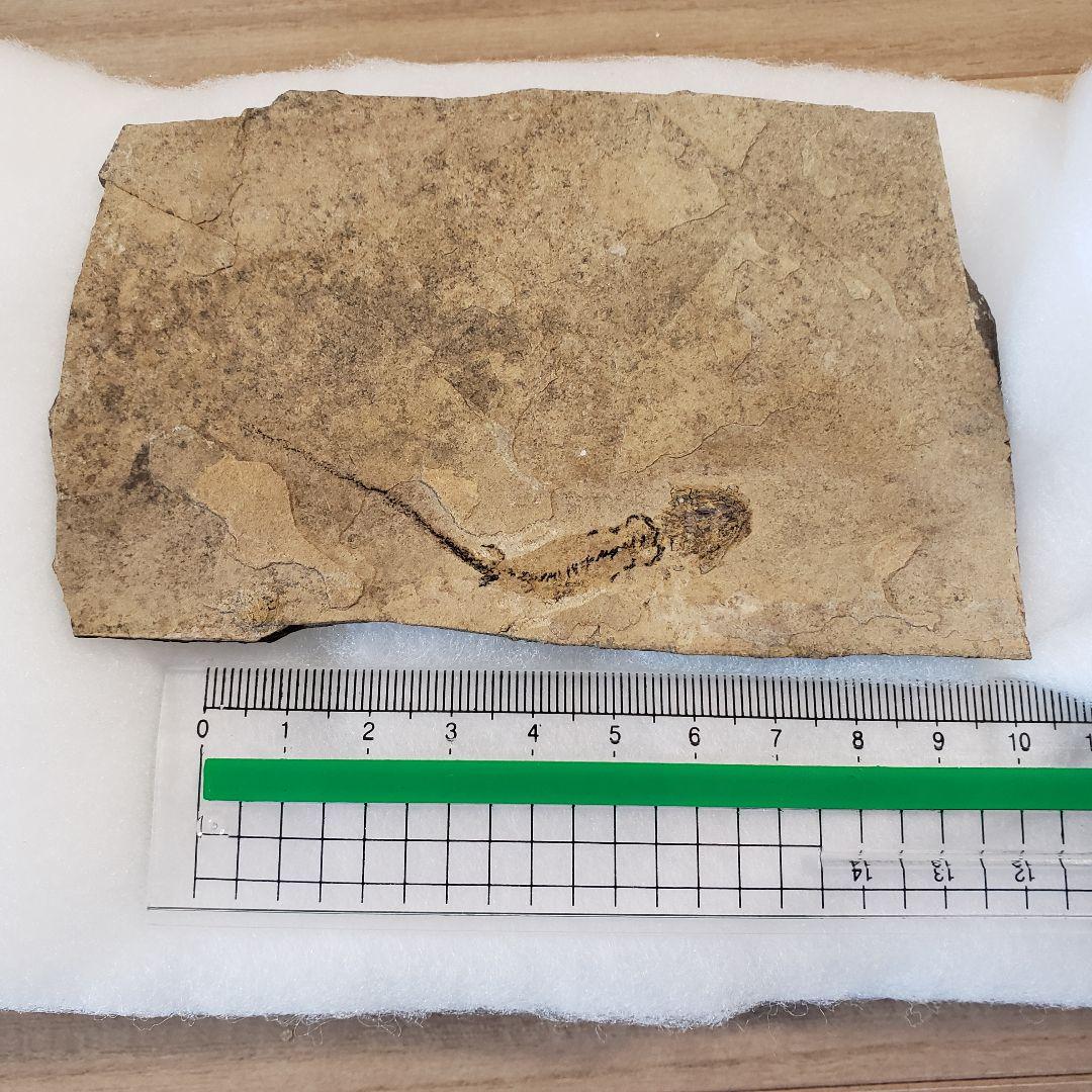 ブランキオサウルス(Branchiosaurus sp.)全身化石