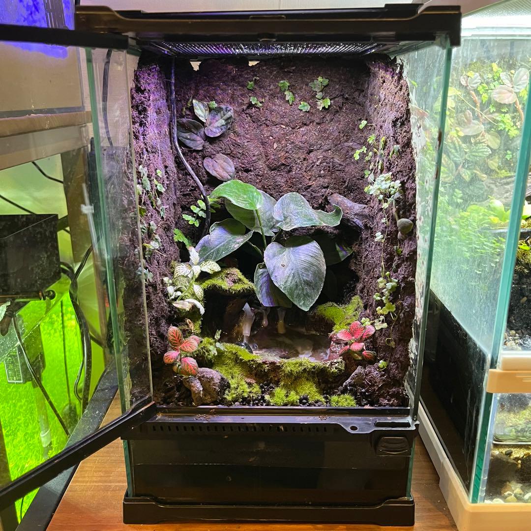 【値下げしました】レイアウト水槽 イモリウム カエルリウム