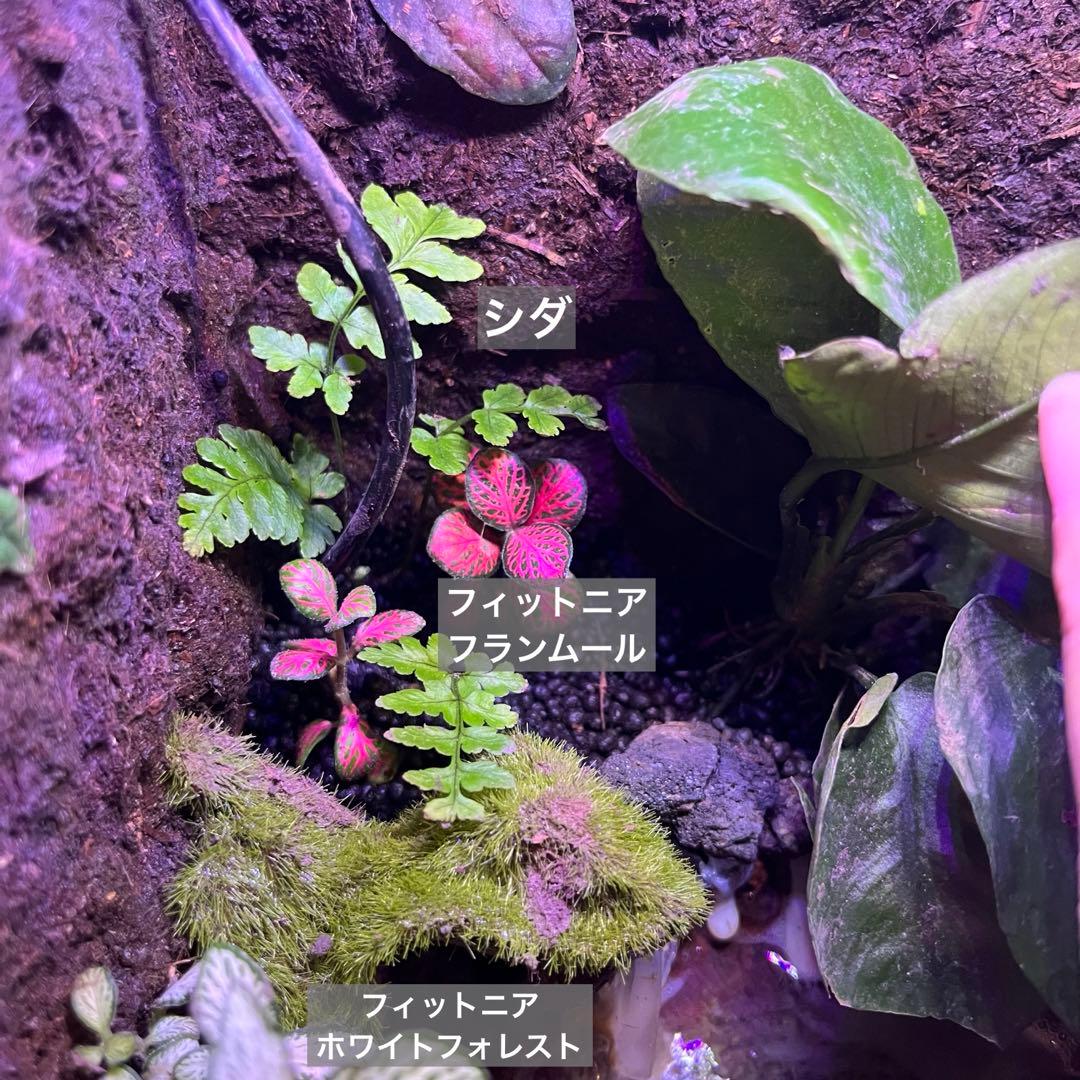 【値下げしました】レイアウト水槽 イモリウム カエルリウム