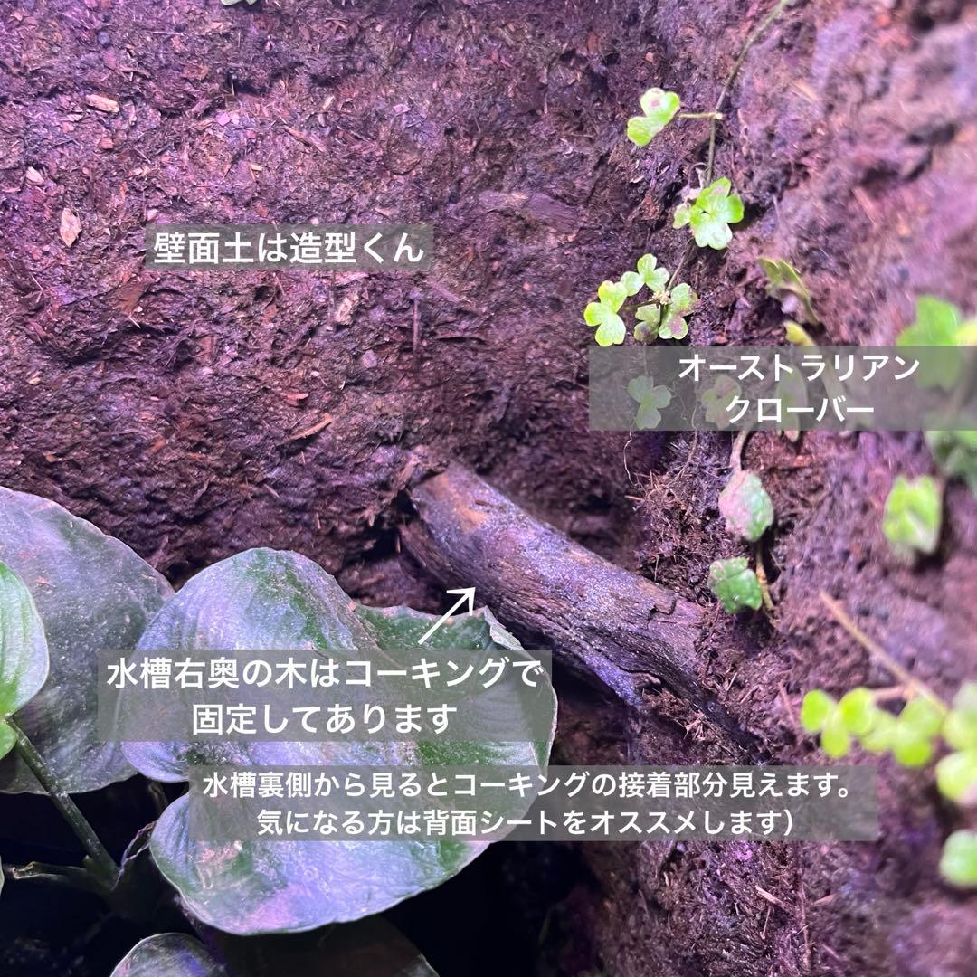 【値下げしました】レイアウト水槽 イモリウム カエルリウム