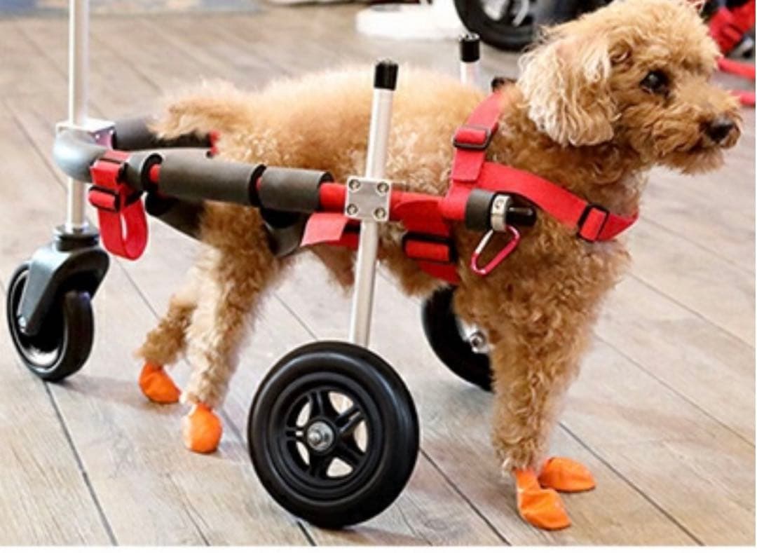犬用 車いす 調整可能　歩行器　はな工房
