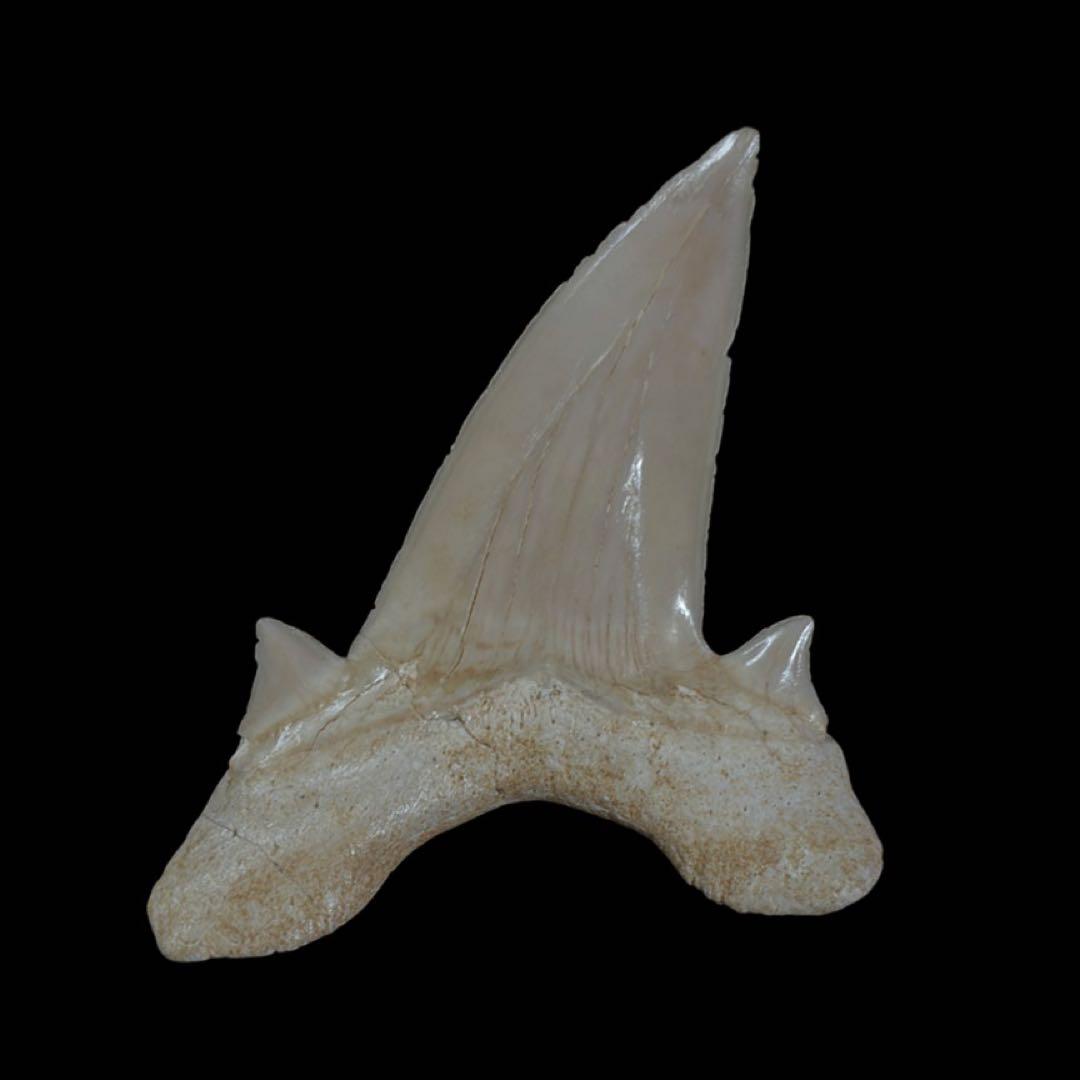 オトドゥス　歯　化石　モロッコ産　サメの歯