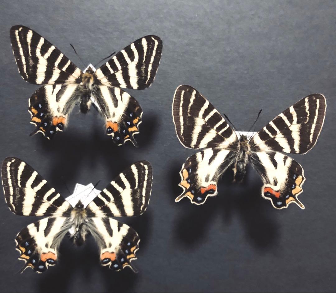 蝶標本　ギフチョウ3頭セット