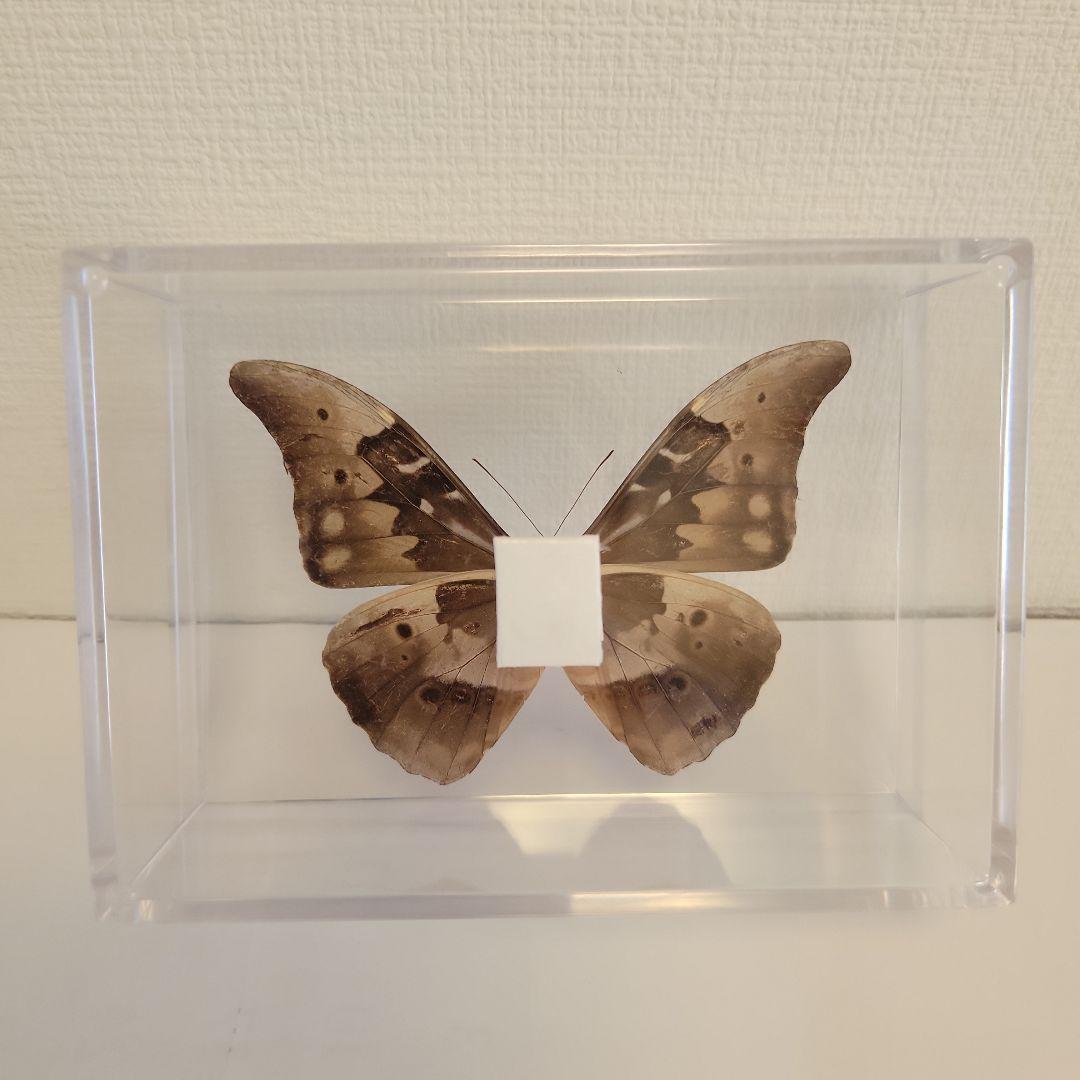 蝶の標本　熱帯ジャングルを舞う宝石(特珍)