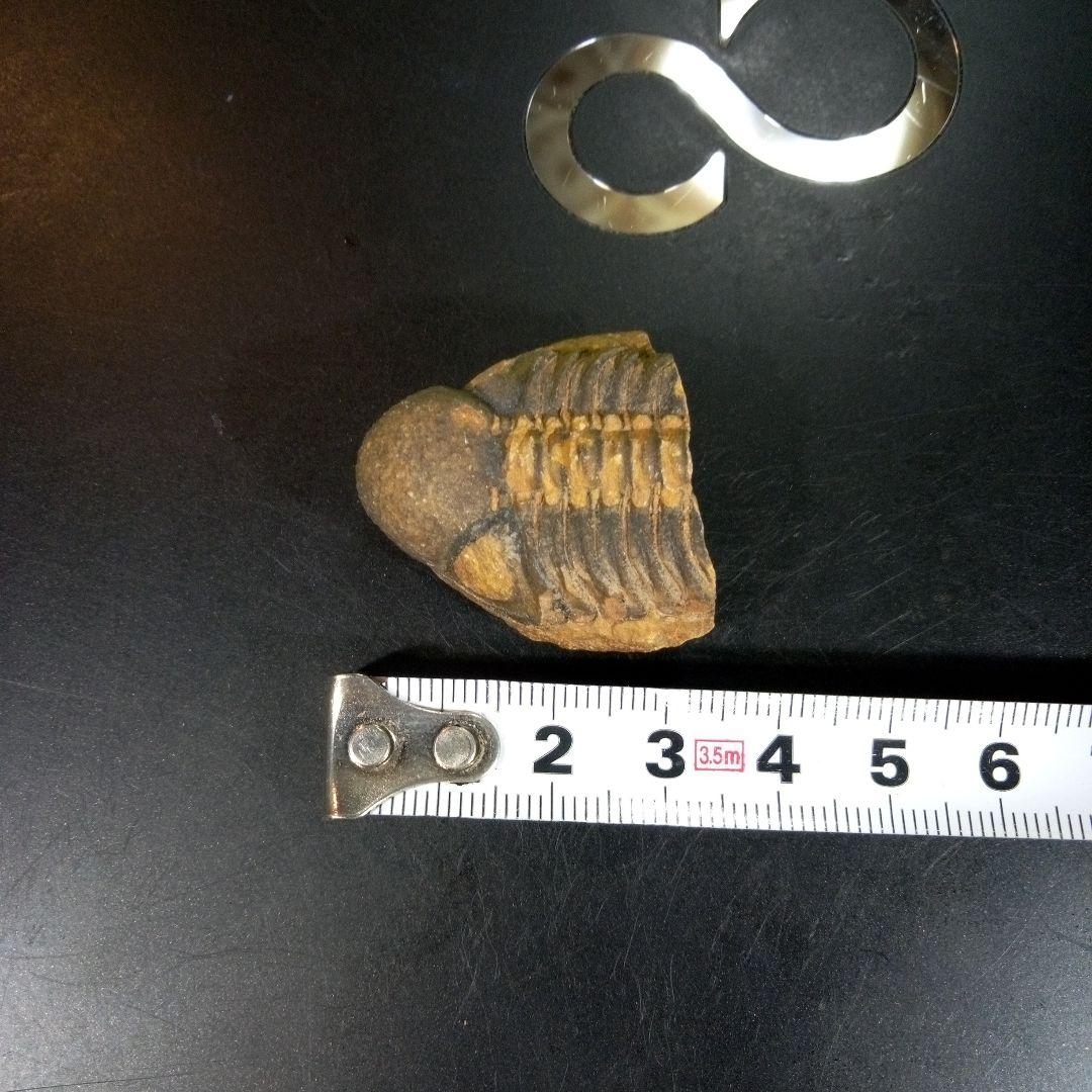 三葉虫　化石　fossil　ボリビア産　トライロバイト　三葉虫個体⑨