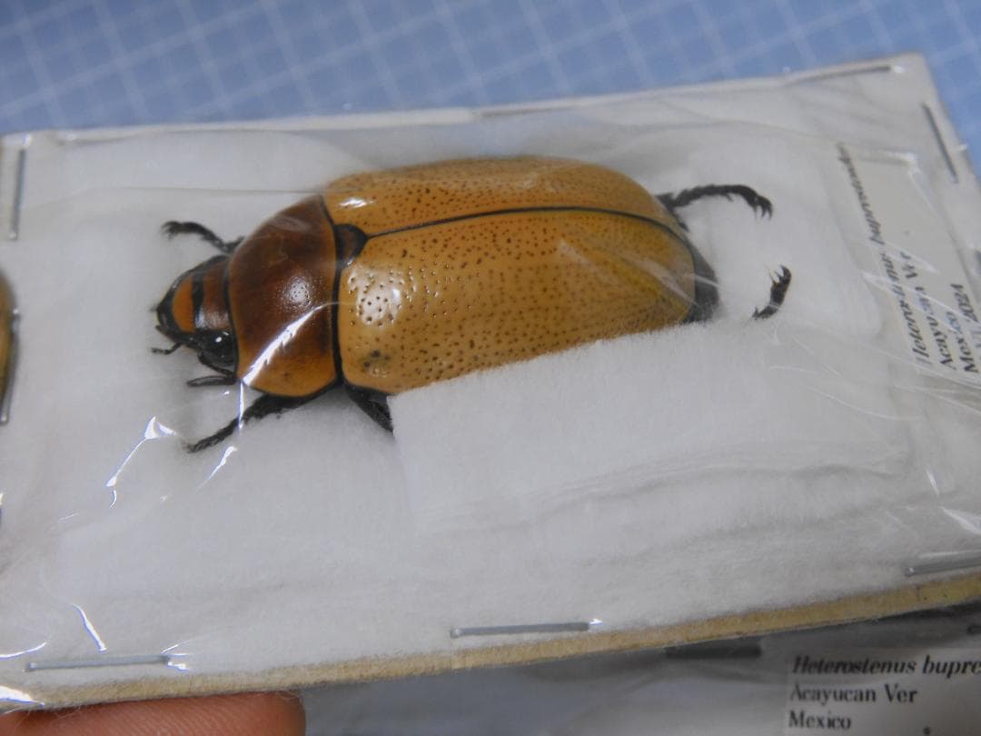 標本 Mexico Heterostenus buprestoides 41-64mm