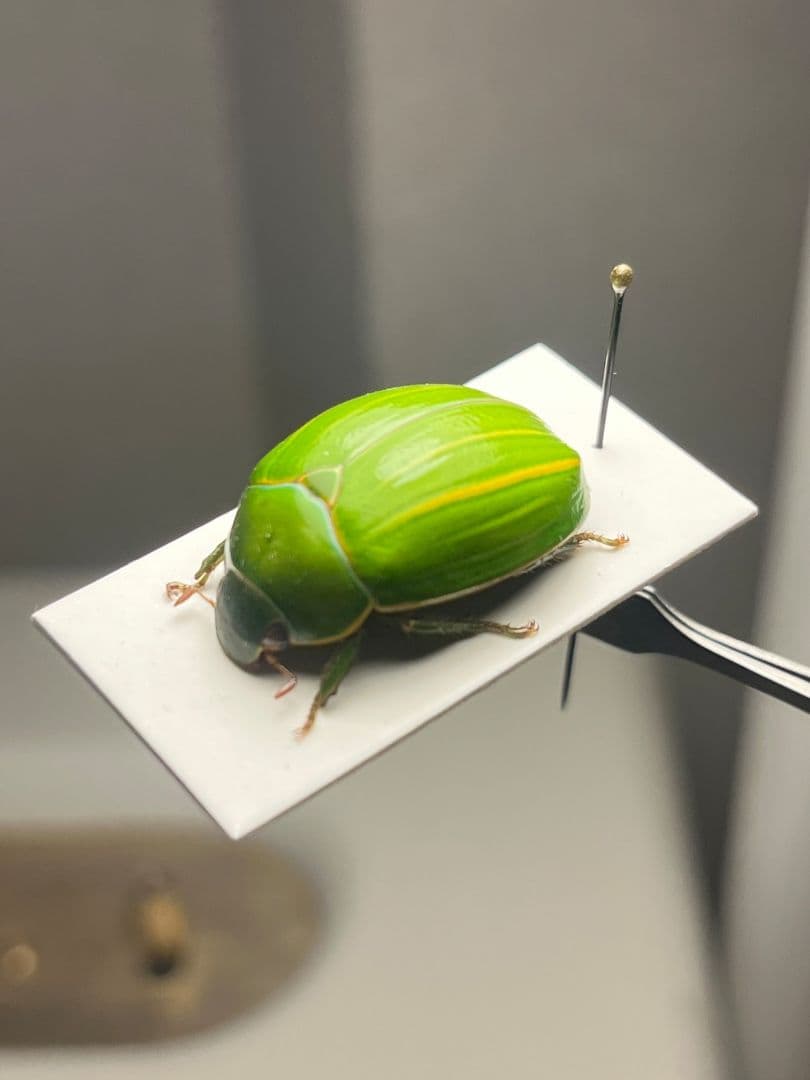 【鶯黄金希少種】グランディキュラタケコガネ 標本 ウグイスコガネ プラチナコガネ