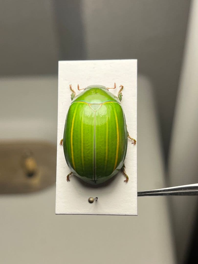 【鶯黄金希少種】グランディキュラタケコガネ 標本 ウグイスコガネ プラチナコガネ