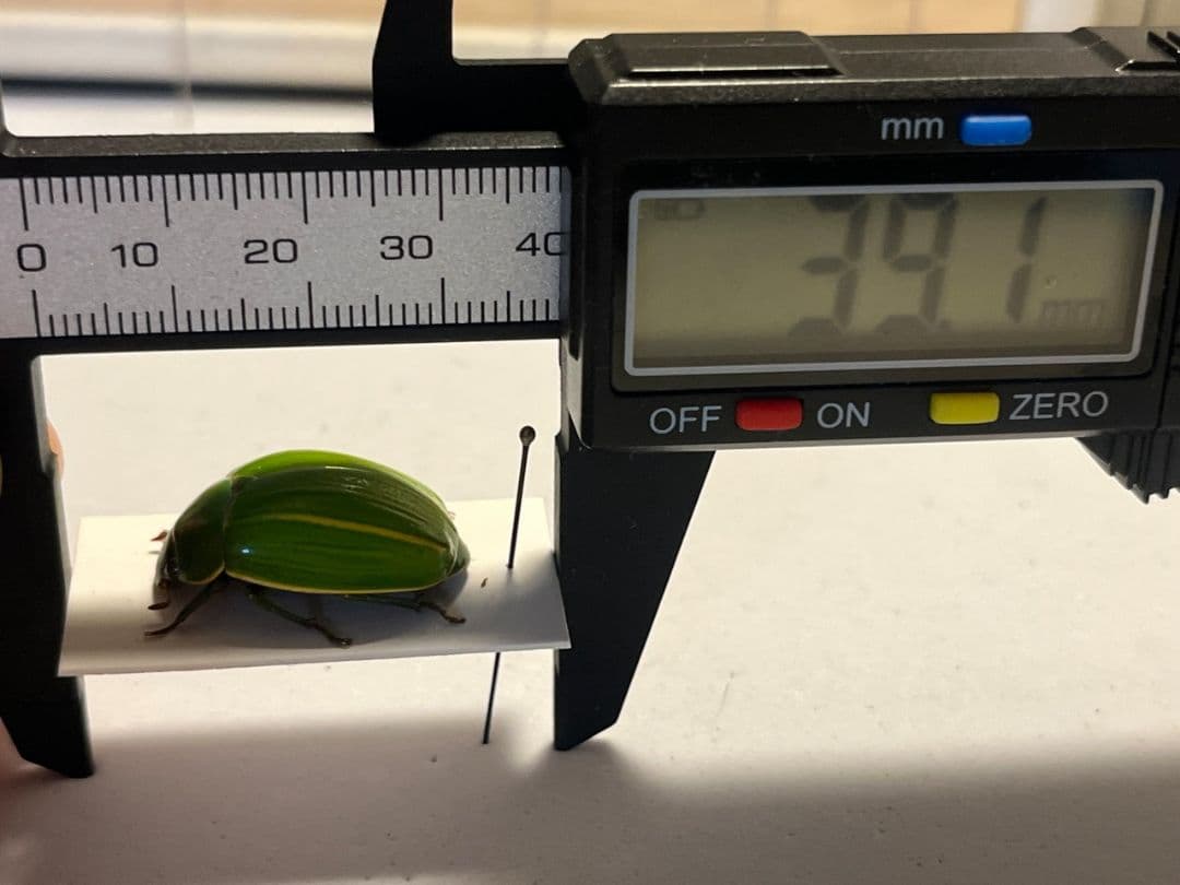 【鶯黄金希少種】グランディキュラタケコガネ 標本 ウグイスコガネ プラチナコガネ