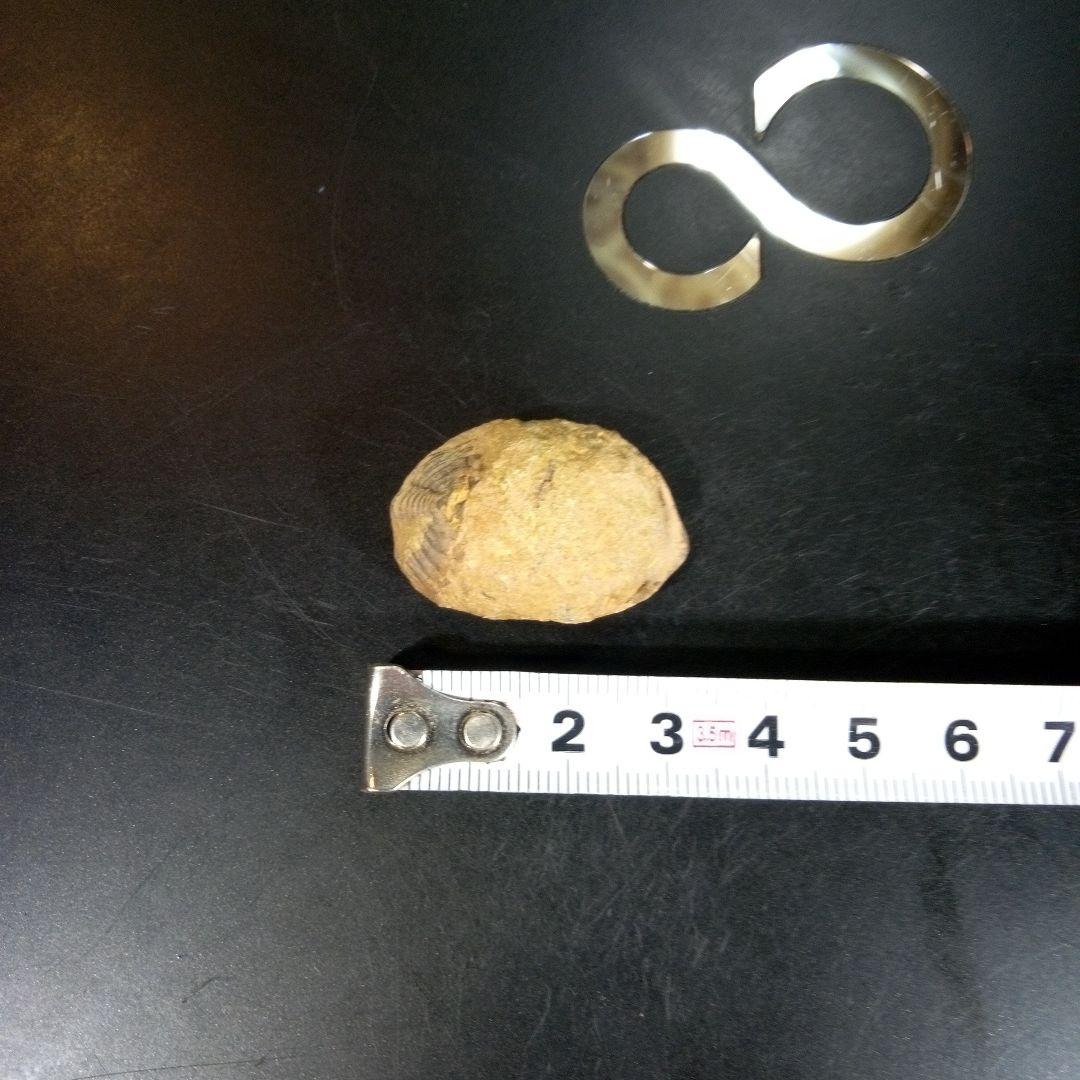 三葉虫　化石　fossil　海　ボリビア産　trilobite　海生動物分類⑥