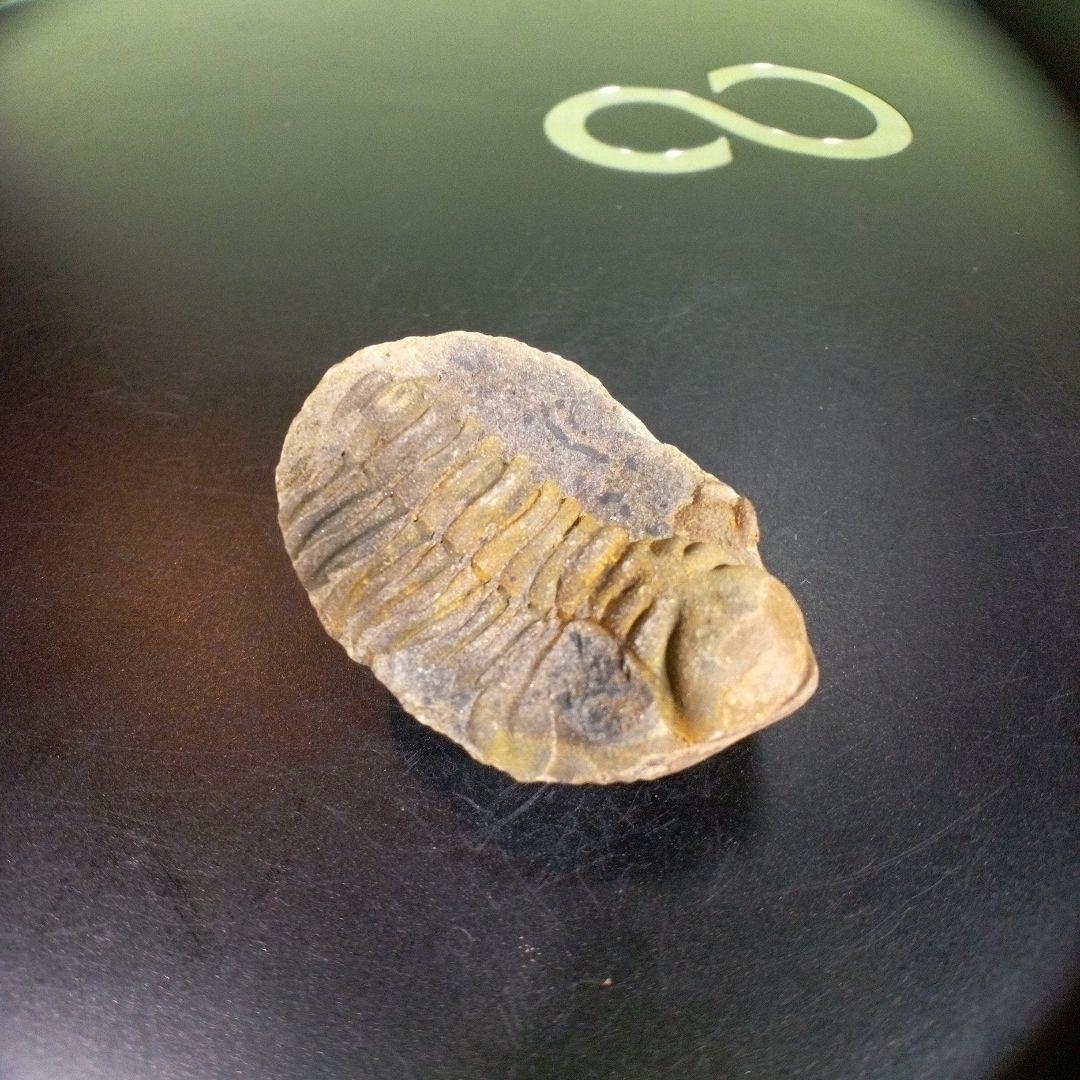 三葉虫　化石　fossil　海　ボリビア産　trilobite　海生動物分類⑥