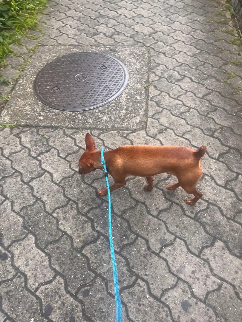 フェルト　ミニチュアピンシャー  Leo クプラウ専様用