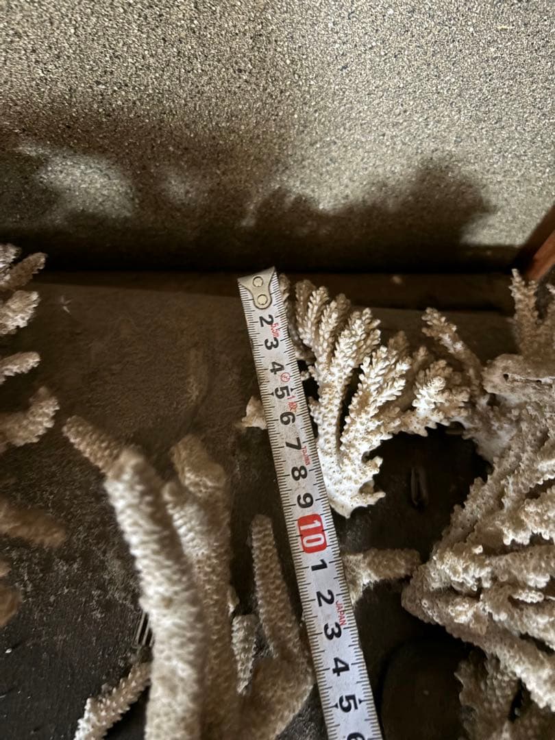 珊瑚　置物　塊1個バラ5個