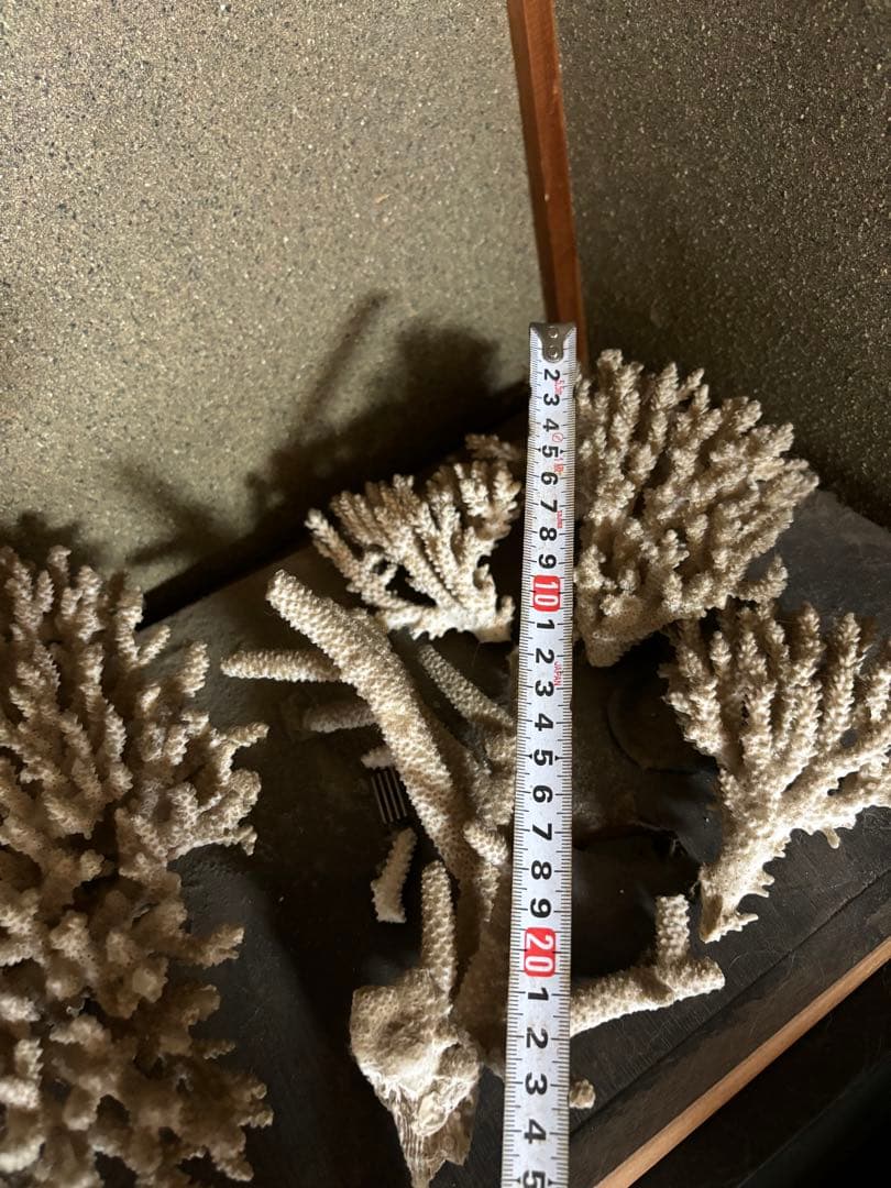 珊瑚　置物　塊1個バラ5個