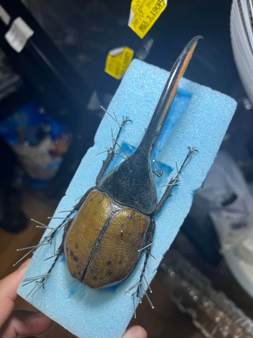 ヘラクレスリッキー　約145mm 野外品標本　オスのみ