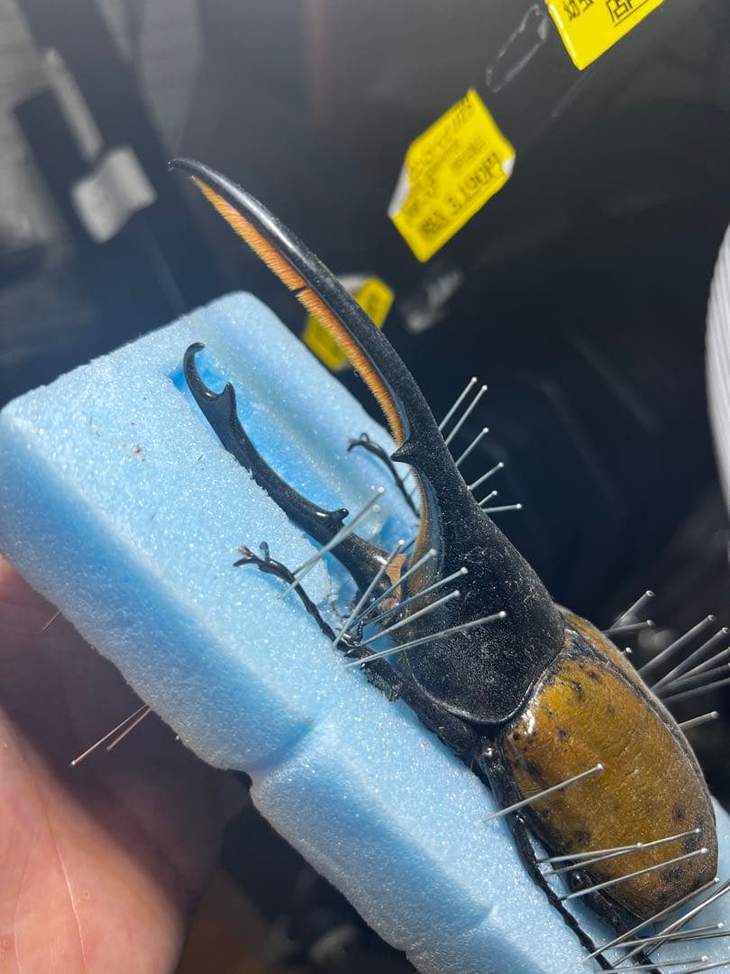 ヘラクレスリッキー　約145mm 野外品標本　オスのみ