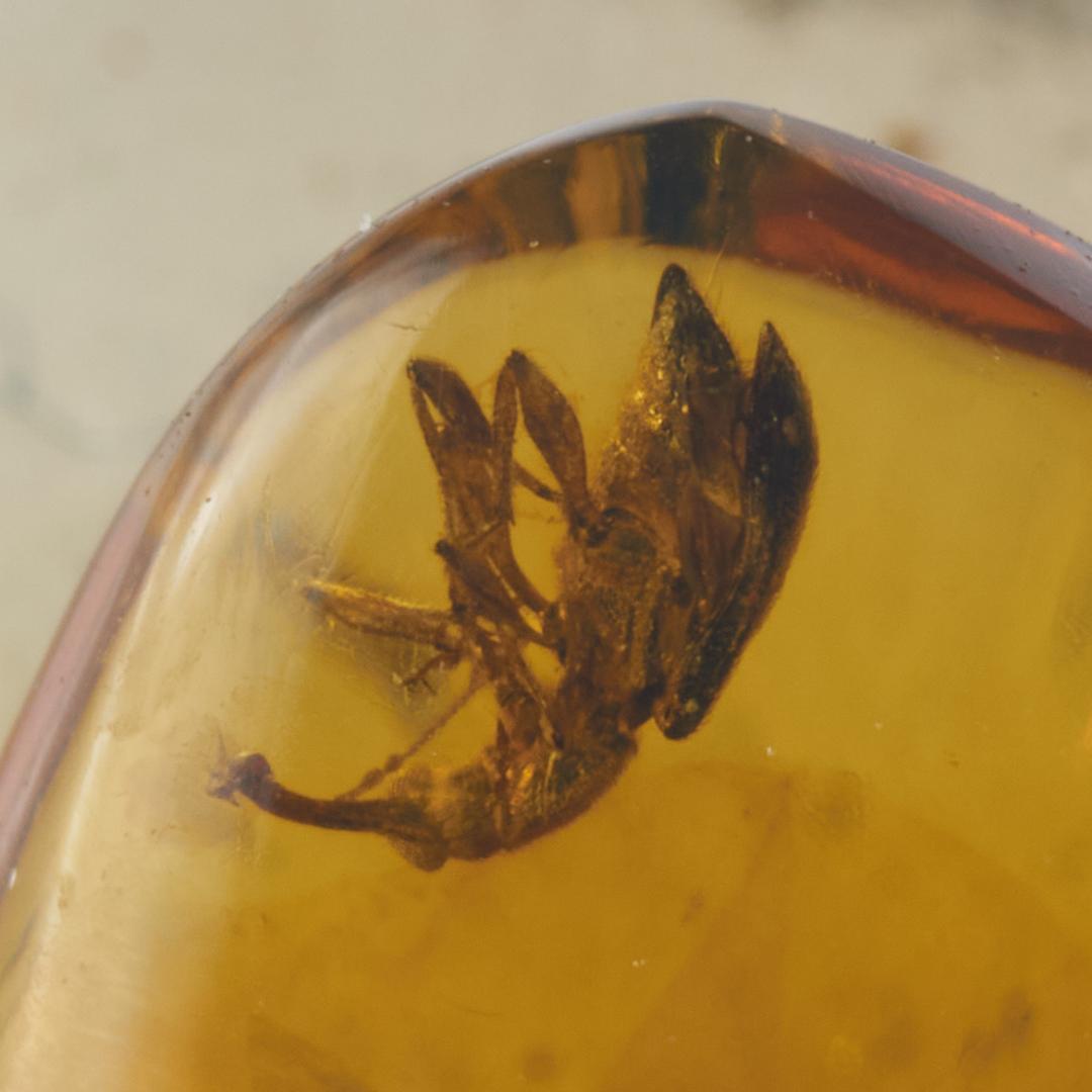 レア極上品 PA0035虫入り琥珀化石　ミャンマーカムティかタナイ9900万年前