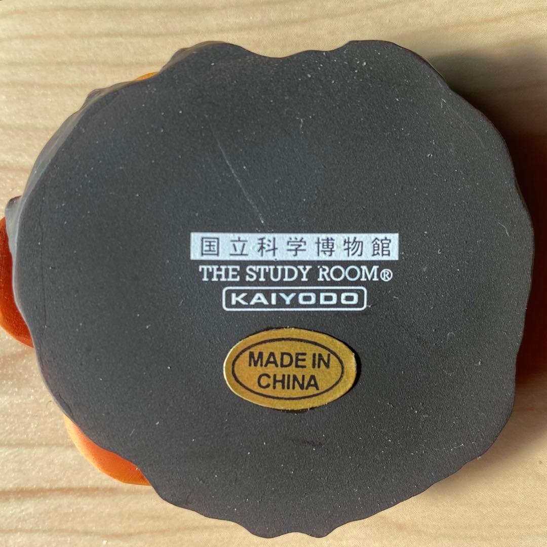 ラフレシア 国立科学博物館監修 科博所蔵品再現モデル