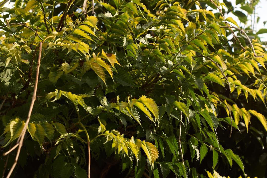 PENTAX Super-Takumar 35mm F2 M42 黄変改善品