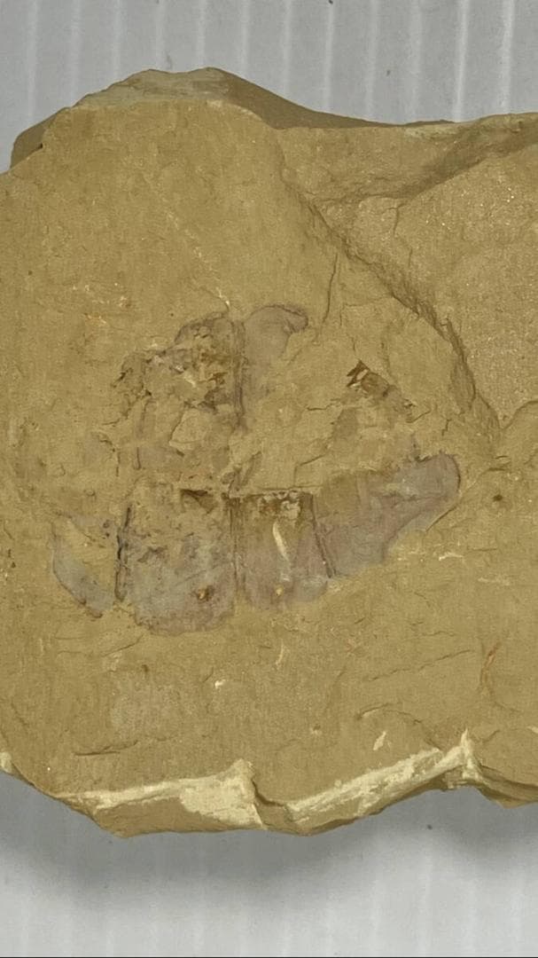 カンブリア紀 Vetulicola 化石｜ヴェトゥリコラ｜ 澄江動物群