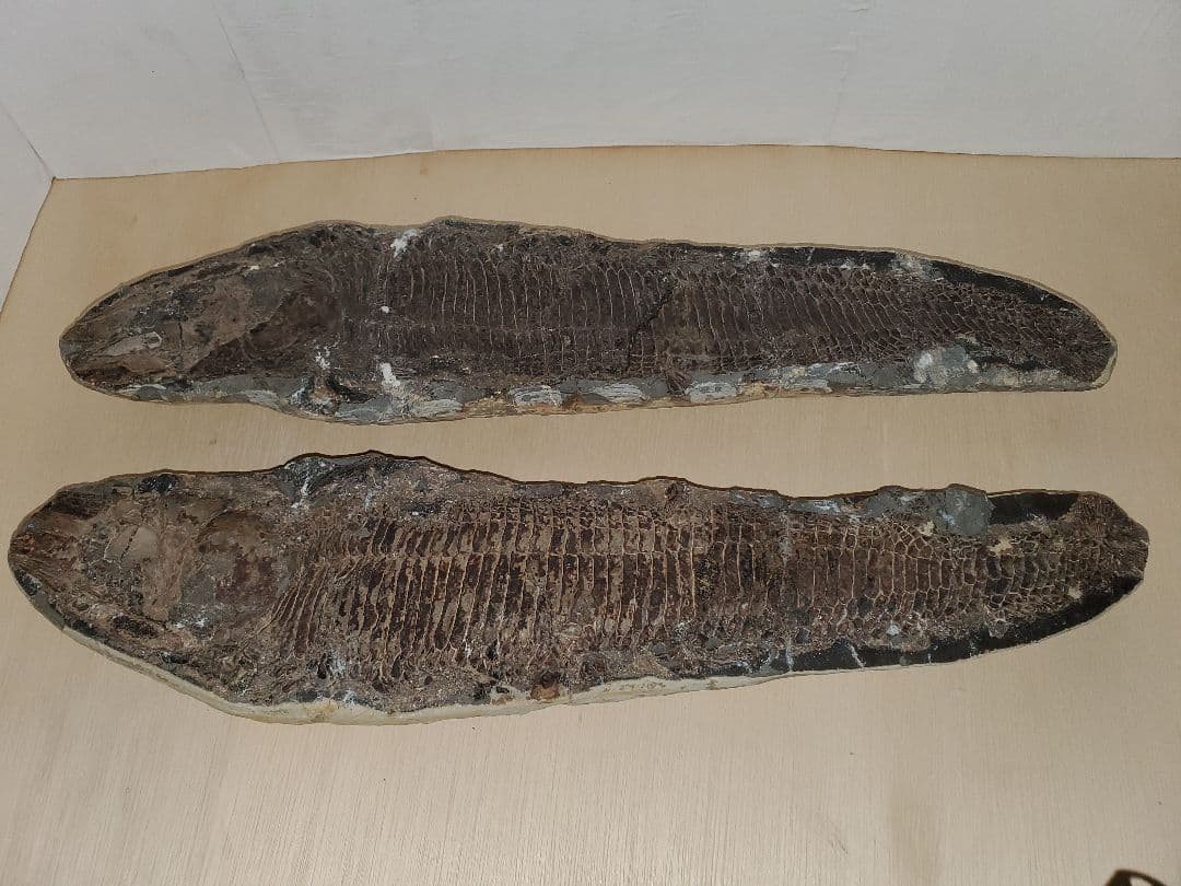 ブラジル産？　魚の化石