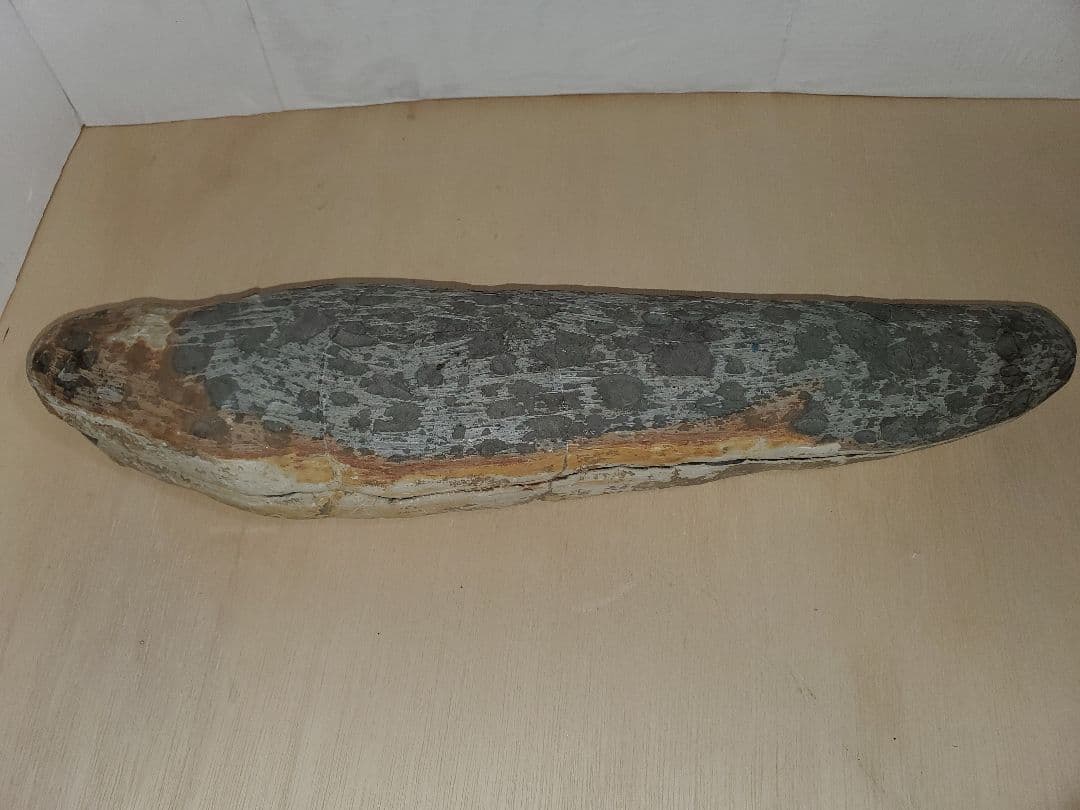 ブラジル産？　魚の化石