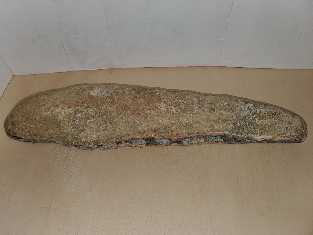 ブラジル産？　魚の化石