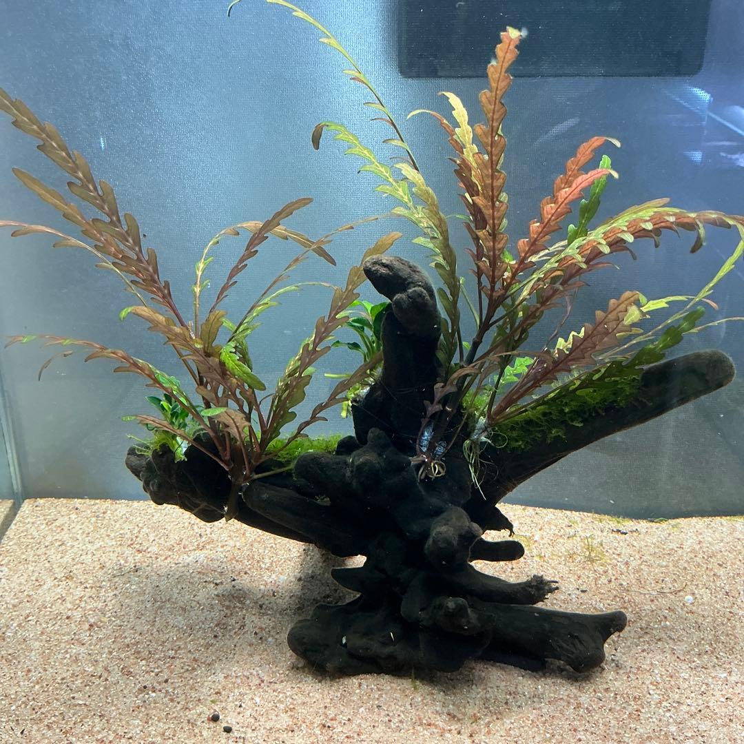 【速達】良型！ジャワモス活着キリンミニ20cmと南米モスミクロ17cm