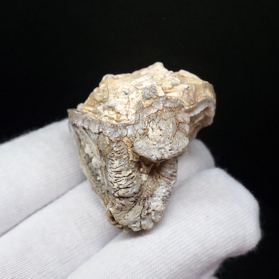 希少 カバ 化石 歯 本物 ジブチ共和国 35.93mm fr55