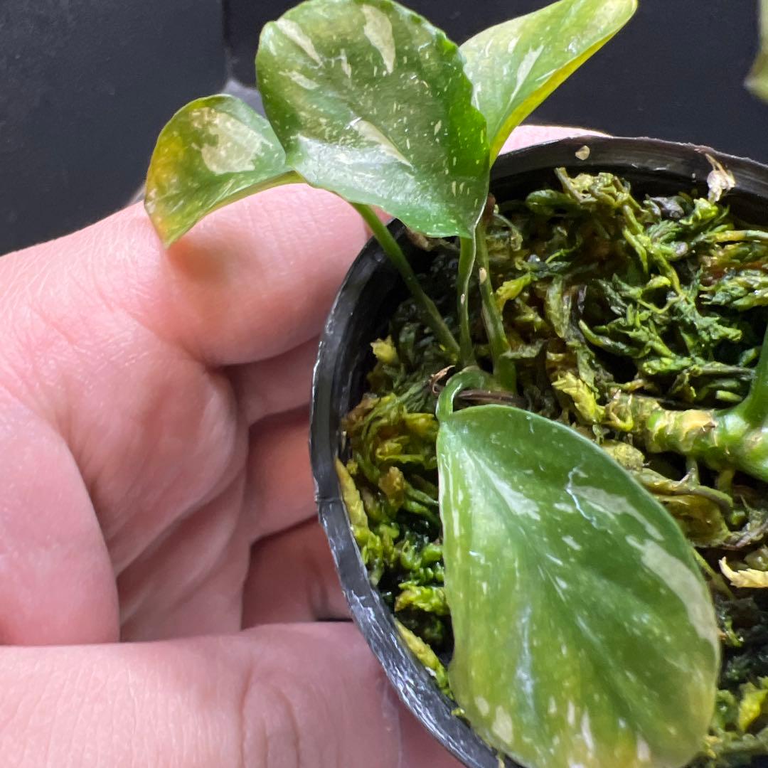 アヌビアス バルテリー バー バルテリー 斑入り 1株 (水上葉)