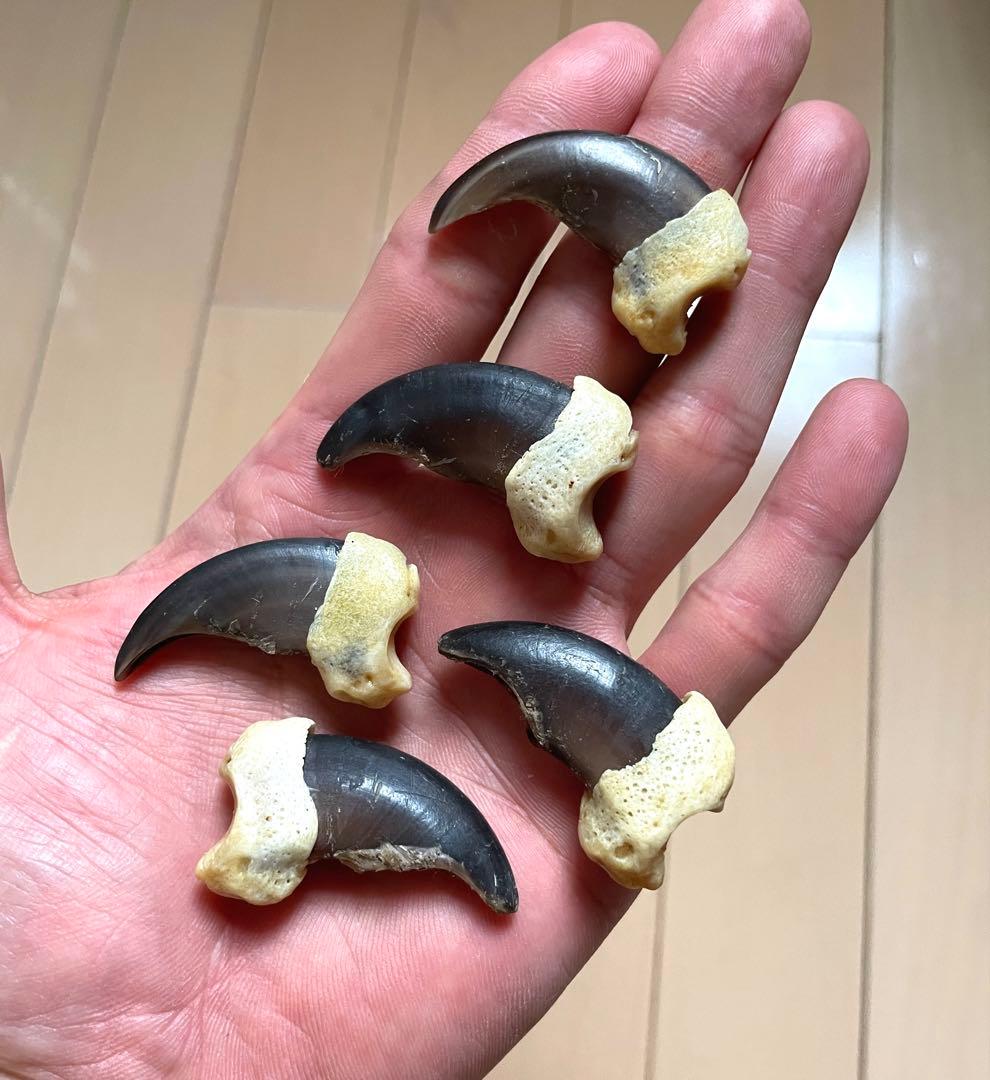 Diamondsale 　熊爪　中5本　大2本