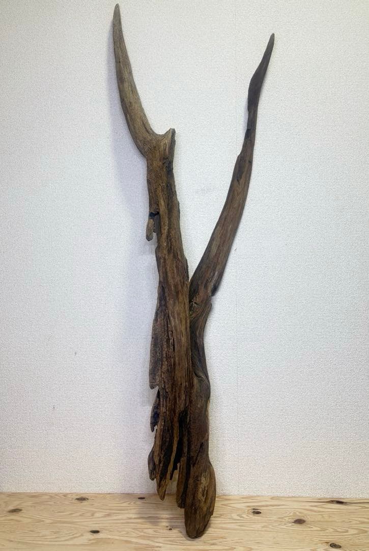 Ｇ37 灰汁抜き済み流木　爬虫類シェルター　観葉植物　インテリア