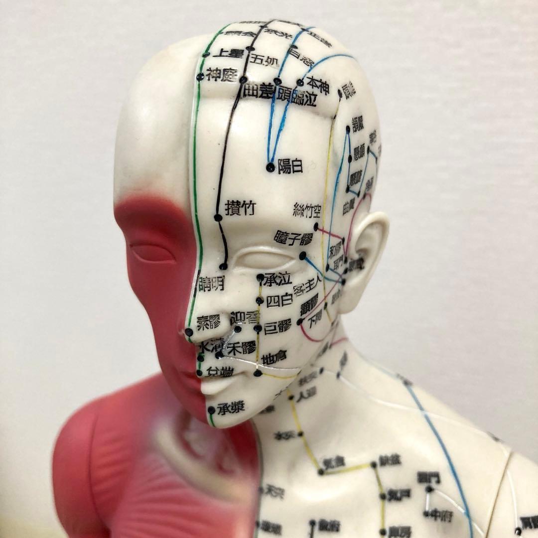 【医道の日本社】経穴経絡人形　経穴くん(人体模型)