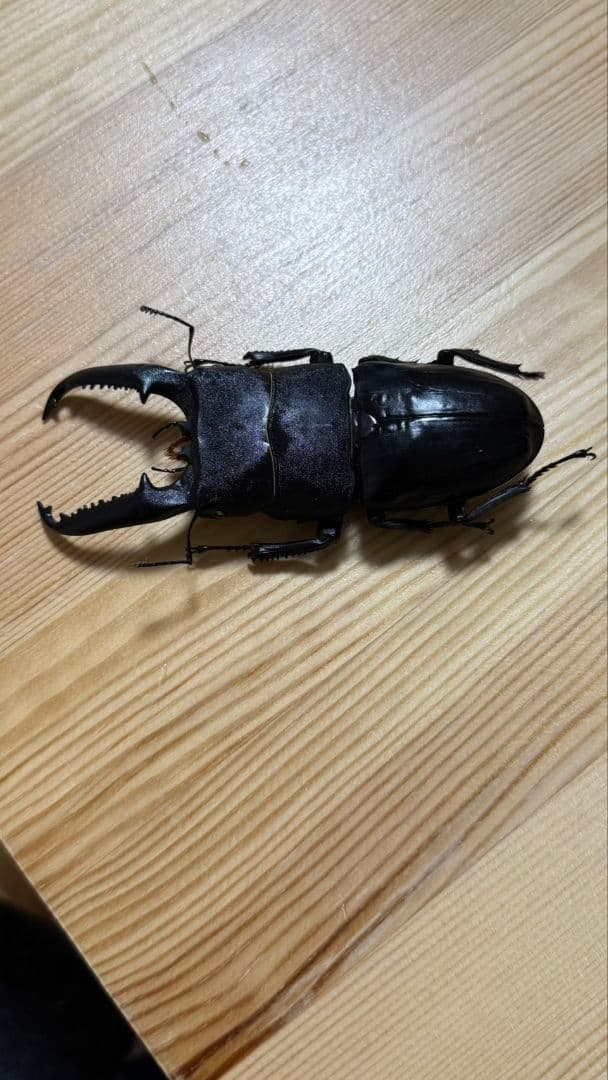 スマトラオオヒラタ　パラワンオオヒラタ　Ｂ品