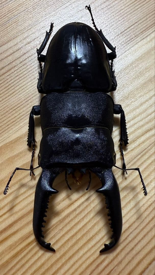 スマトラオオヒラタ　パラワンオオヒラタ　Ｂ品