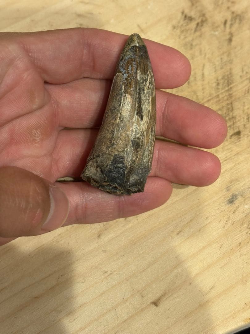 ニジェールのサルコスクスの歯　化石　恐竜