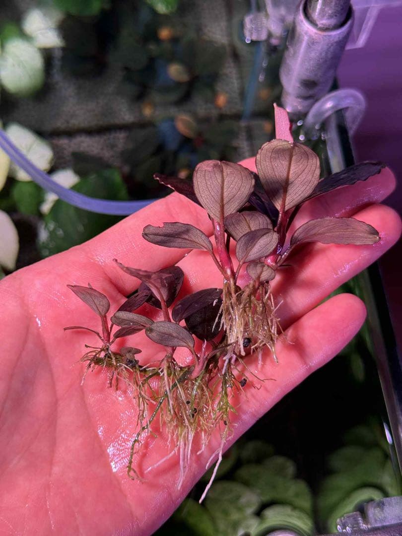 水草 Bucephalandra sp. Silat Cricle