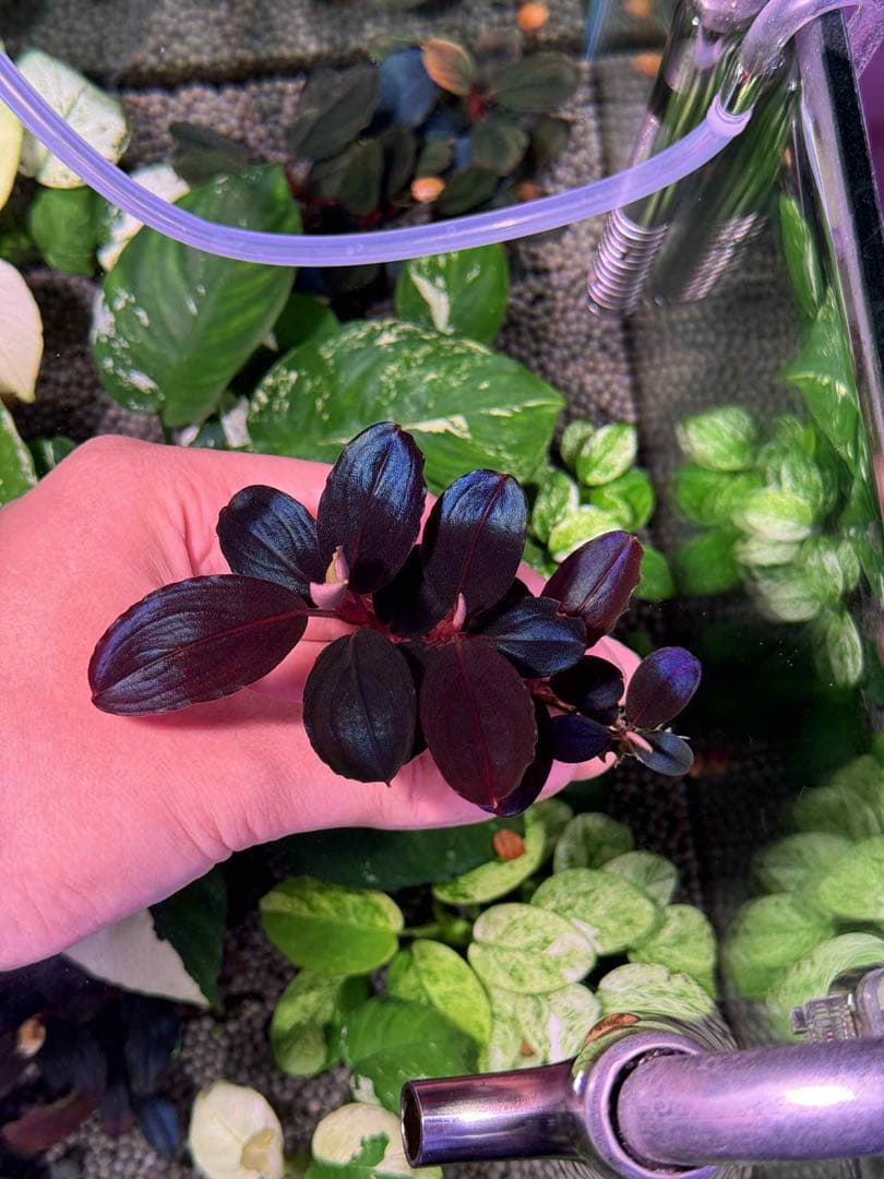 水草 Bucephalandra sp. Silat Cricle