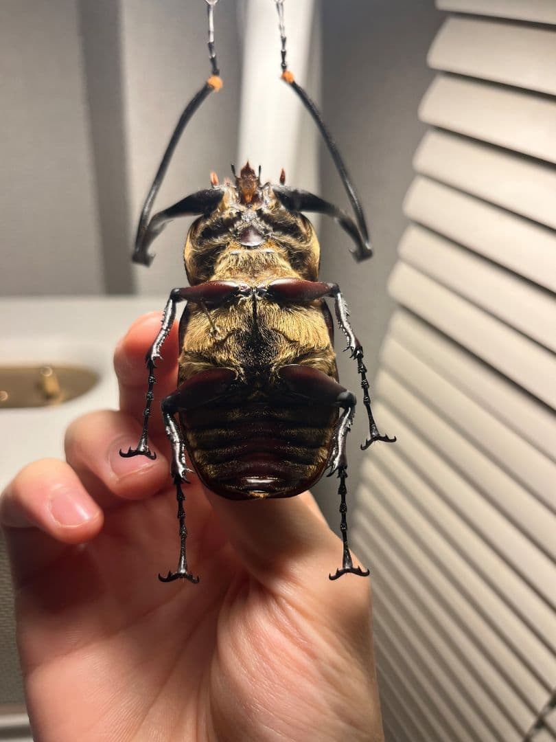 【71mm】セラムドウナガテナガコガネ テナガカミキリ昆虫標本