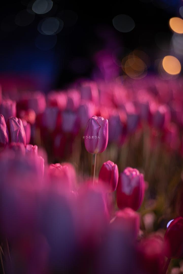 OH済！ポートレートに！CONTAX Planar 85mm F1.4 AEG