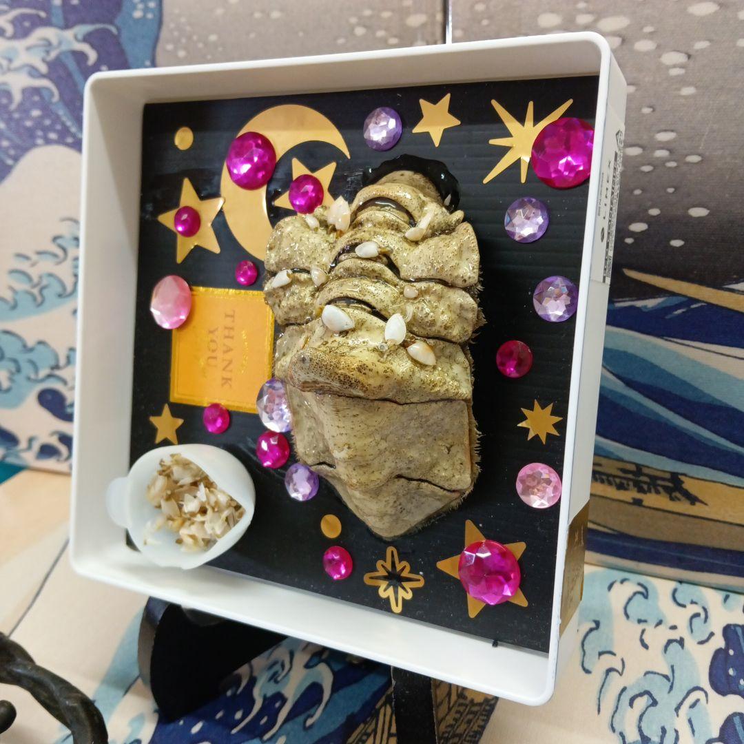 稀少レア四国太平洋沖深海生物タカアシガニふんどし腹リアル凹凸標本置物コレクション