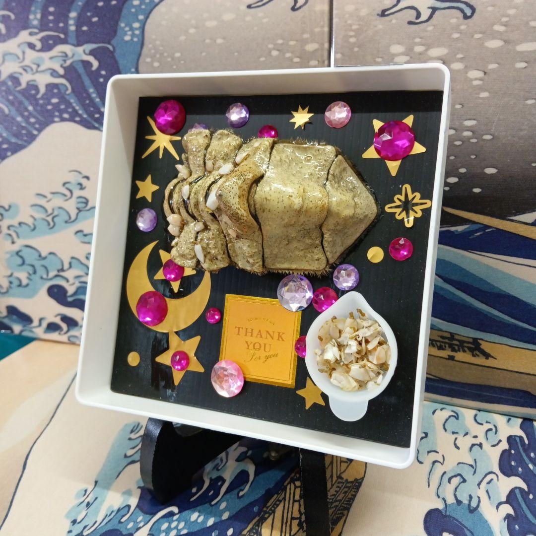 稀少レア四国太平洋沖深海生物タカアシガニふんどし腹リアル凹凸標本置物コレクション