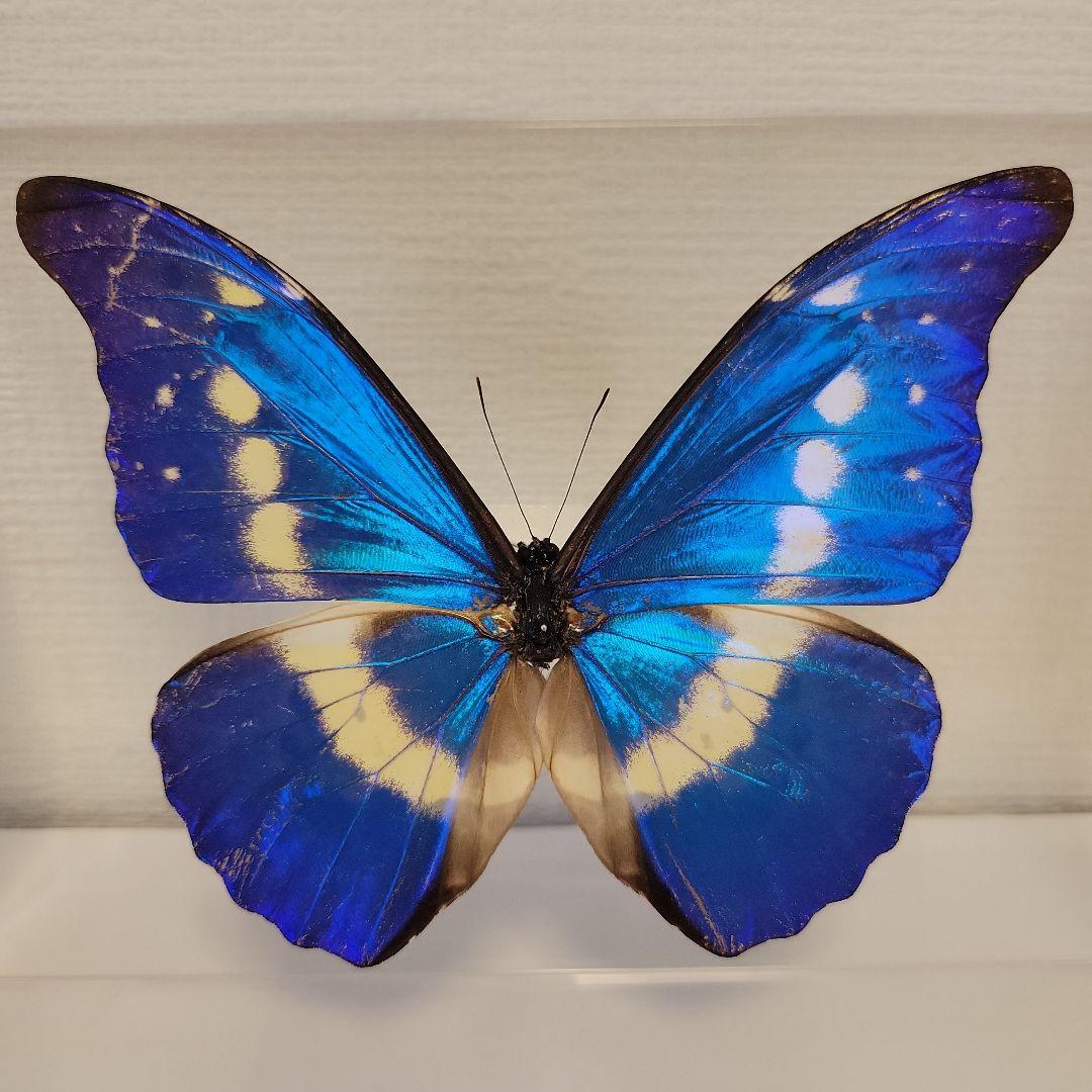 蝶の標本　モルフォの王様(珍1)